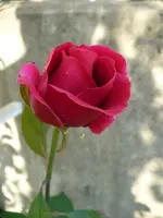herz dame 3107.webp