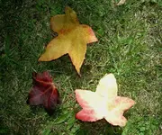 Blumen + Pflanzen alt 621 v.webp