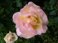 0001gloria dei.webp