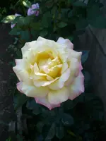 0002gloria dei.webp
