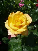 0003gloria dei.webp