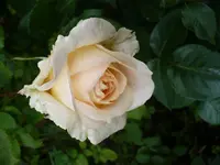 0004gloria dei.webp