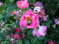 S4300008.webp