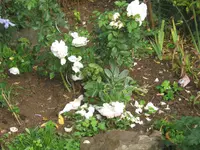 016.webp