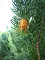 20090927_9519.webp
