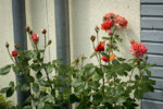 _IGP6359.jpg
