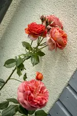 _IGP6356.jpg