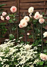 IMG_0859-001 (2).webp