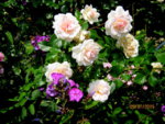 IMG_5476.JPG