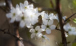_MG_6870.jpg