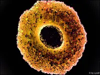 c025-Kieferwurzel-2.webp