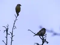 P1340640.webp