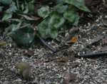IMG_4707a.jpg