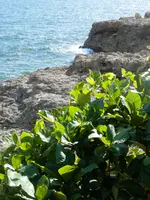 PC170017.webp