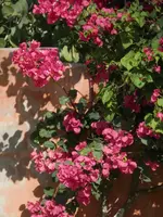 PC170019.webp