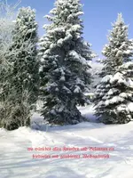 Weihnachtsbild_4.jpg.webp