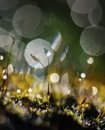 0M3A3615.webp