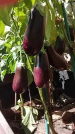 Aubergine lang.jpg
