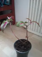 15461711552182047567718.webp