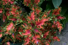 Buntnessel0208.webp