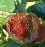 P1020970 Physalis 2 verbl.jpg