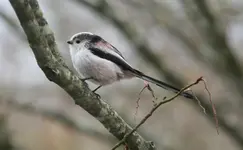 Schwanzmeisen0517.JPG
