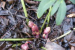 DSC07230.JPG