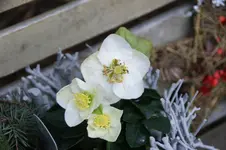 DSC07234.webp