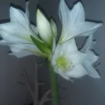 20190102_180250.webp