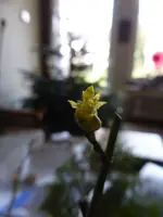 P1110523.webp