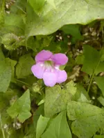 P1110541.webp