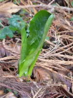 P1110550.webp