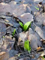 P1110560.webp