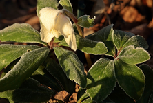 Christrose_befroren_makro_900.webp