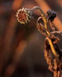 Echinaccae_Samenstand_befroren_makro_700.JPG