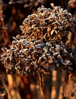 Hortensie_verblüht_befroren_makro_700.JPG