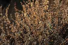 Katzenminze_befroren_makro_900.webp