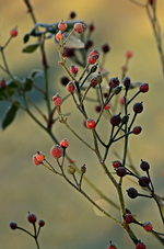 Perennial Blush_befroren_makro2_700.webp
