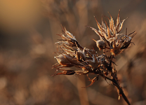 Phlox-Samenstand_befroren_makro_900.JPG