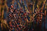 veredelte Wildrose_Hagebutte-Befroren_makro_900.JPG