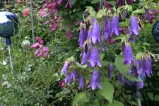 Campanula punct.Sarastro0210.jpg