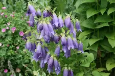 Campanula Sarastro0114.jpg