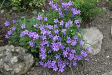 Campanula0210.jpg