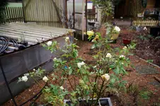 DSC07267.webp