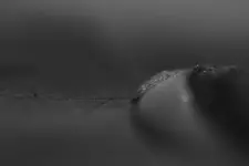 0M3A3942.webp