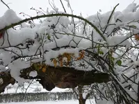 DSC00035.webp