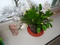 DSC00037.webp