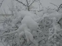 DSC00031.webp
