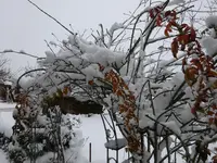 DSC00036.webp
