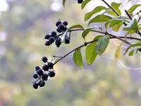 image001.webp
